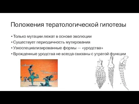 Положения тератологической гипотезы Только мутации лежат в основе эволюции Существует периодичность мутирования