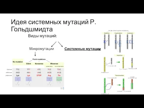 Идея системных мутаций Р. Гольдшмидта Виды мутаций: Микромутации Системные мутации