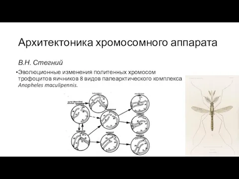 Архитектоника хромосомного аппарата В.Н. Стегний Эволюционные изменения политенных хромосом трофоцитов яичников 8