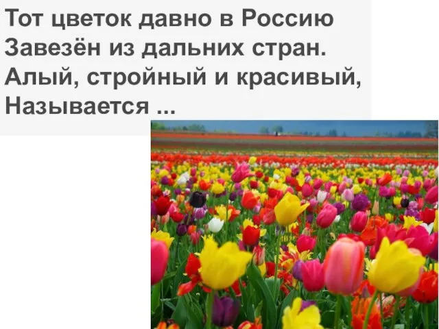 Тот цветок давно в Россию Завезён из дальних стран. Алый, стройный и красивый, Называется ...