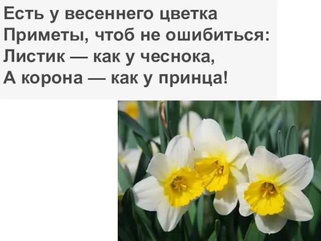 Есть у весеннего цветка Приметы, чтоб не ошибиться: Листик — как у