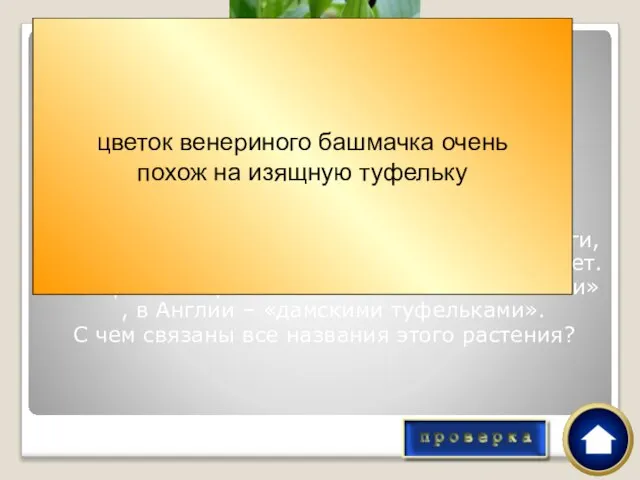 Венерин башмачок – растение из Красной книги, прорастает из своих семян только