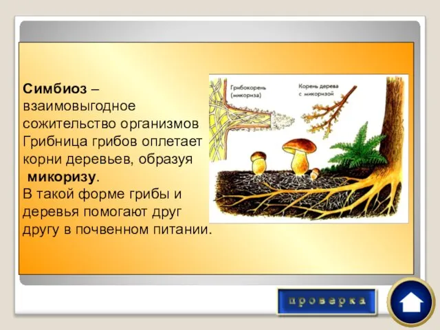 Издавна люди примечали, что подосиновик растет там, где встречаются осины. Подберезовик можно