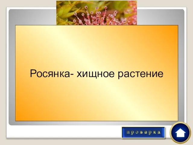 Это растение РОСЯНКА имеет общую черту с волком и тигром. О какой