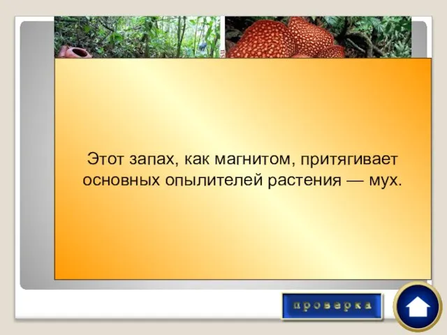 У растения раффлезии самые большие цветки- в диаметре 1 метр! Только насладиться