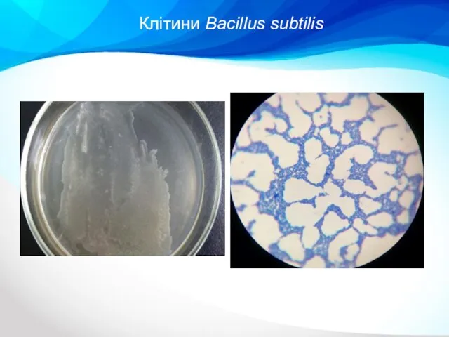 Клітини Bacillus subtilis