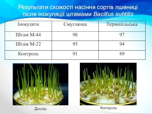 Результати схожості насіння сортів пшениці після інокуляції штамами Bacillus subtilis Дослід Контроль