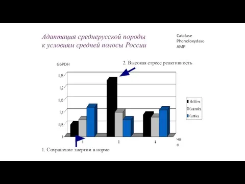 Адаптация среднерусской породы к условиям средней полосы России G6PDH час 1. Сохранение