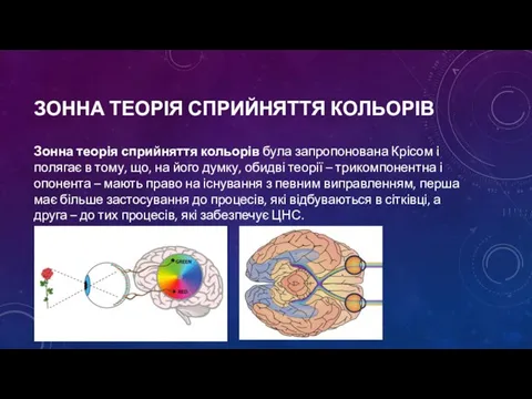 ЗОННА ТЕОРІЯ СПРИЙНЯТТЯ КОЛЬОРІВ Зонна теорія сприйняття кольорів була запропонована Крісом і