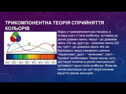 ТРИКОМПОНЕНТНА ТЕОРІЯ СПРИЙНЯТТЯ КОЛЬОРІВ Згідно з трикомпонентною теорією, в сітківці ока є