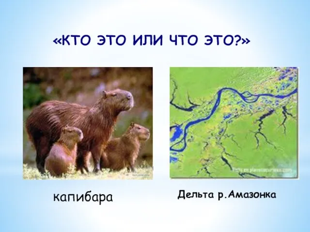 Что и кто это? капибара Дельта р.Амазонка «КТО ЭТО ИЛИ ЧТО ЭТО?»