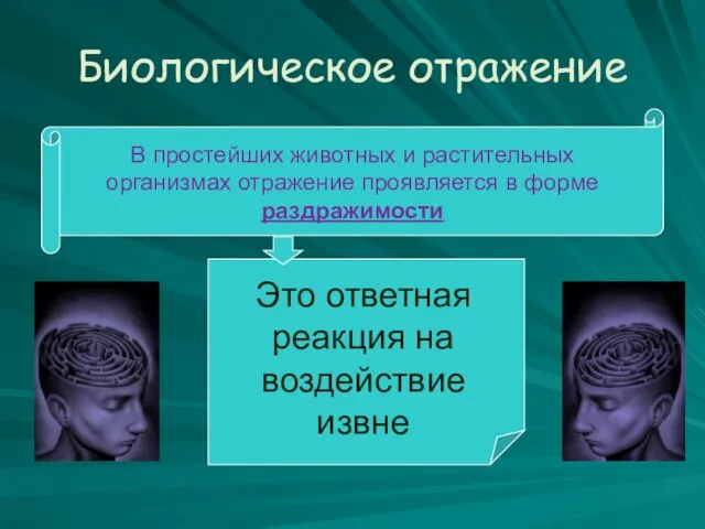 Биологическое отражение В простейших животных и растительных организмах отражение проявляется в форме