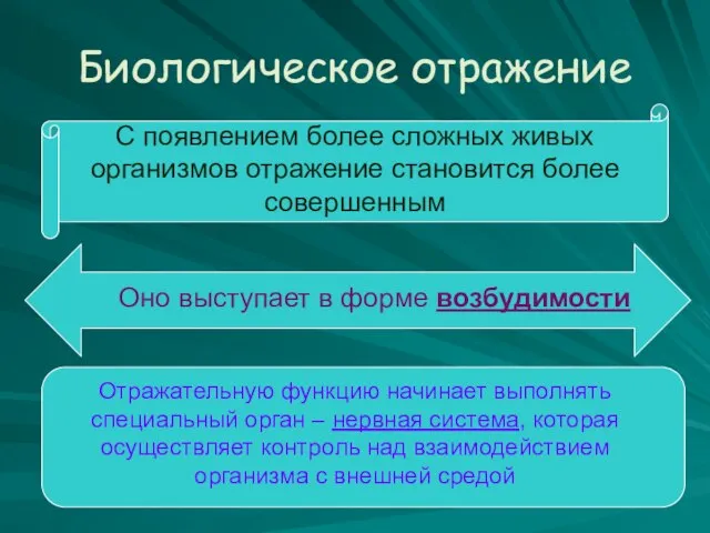 Биологическое отражение С появлением более сложных живых организмов отражение становится более совершенным