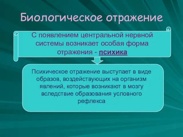 Биологическое отражение С появлением центральной нервной системы возникает особая форма отражения -