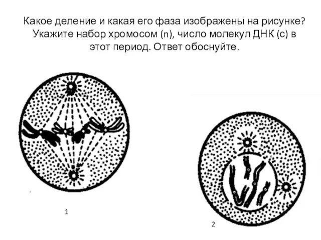 Какое деление и какая его фаза изображены на рисунке? Укажите набор хромосом