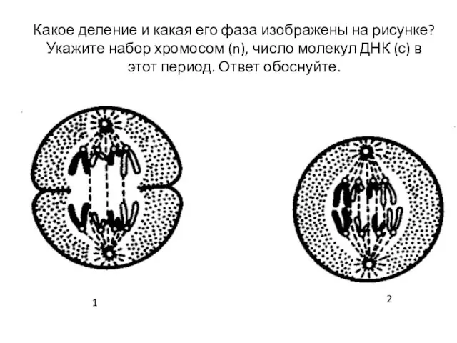 Какое деление и какая его фаза изображены на рисунке? Укажите набор хромосом