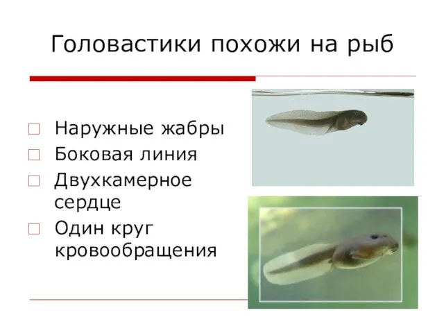 Головастики похожи на рыб Наружные жабры Боковая линия Двухкамерное сердце Один круг кровообращения