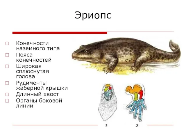 Эриопс Конечности наземного типа Пояса конечностей Широкая сплюснутая голова Рудименты жаберной крышки