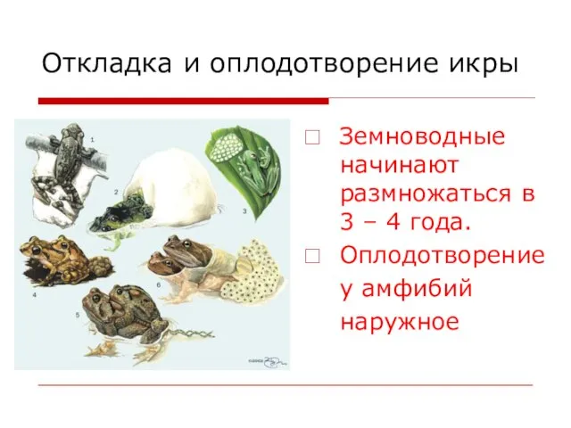 Откладка и оплодотворение икры Земноводные начинают размножаться в 3 – 4 года. Оплодотворение у амфибий наружное