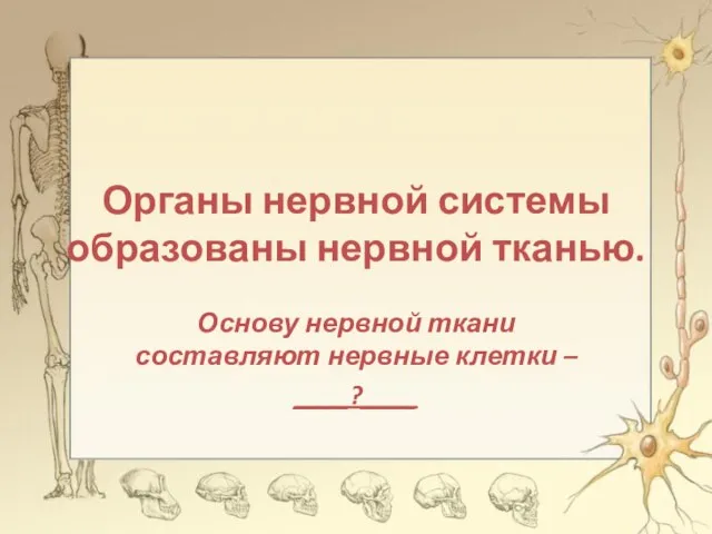 Органы нервной системы образованы нервной тканью. Основу нервной ткани составляют нервные клетки – ____?____