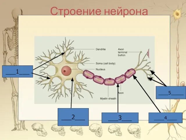 Строение нейрона ___1___ ___2___ ___3___ ____4____ ____5_____