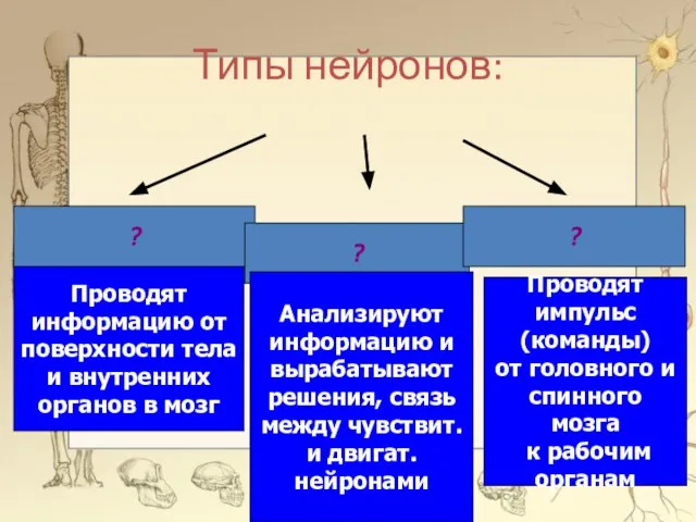 Типы нейронов: ? ? ? Проводят информацию от поверхности тела и внутренних