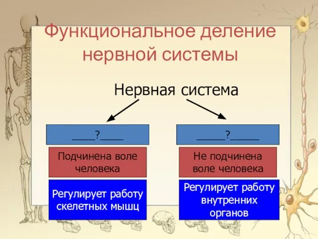 Функциональное деление нервной системы Нервная система ____?____ _____?_____ Подчинена воле человека Регулирует