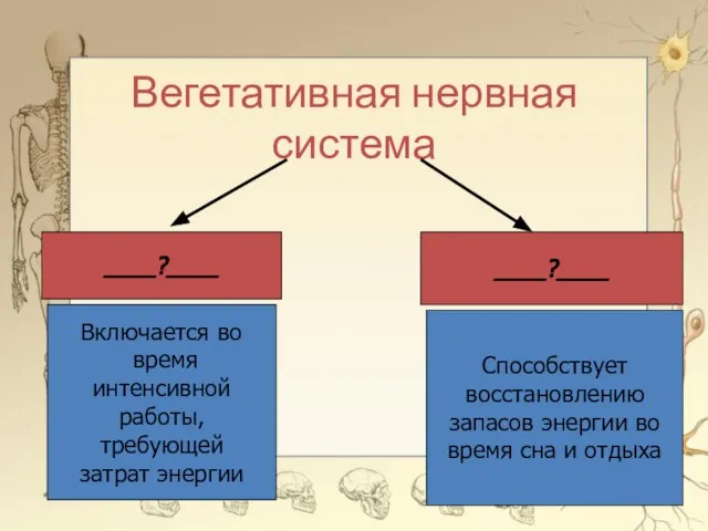 Вегетативная нервная система ____?____ ____?____ Включается во время интенсивной работы, требующей затрат