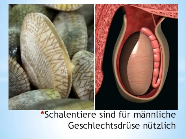 *Schalentiere sind für männliche Geschlechtsdrüse nützlich