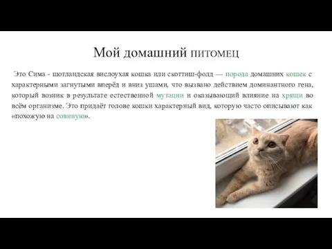 Мой домашний ПИТОМЕЦ Это Сима - шотландская вислоухая кошка или скоттиш-фолд —