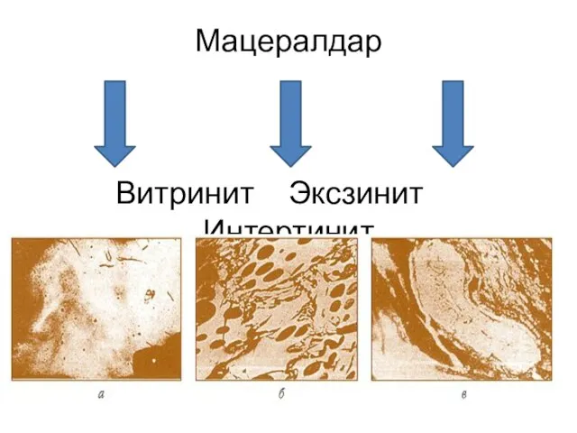 Мацералдар Витринит Эксзинит Интертинит