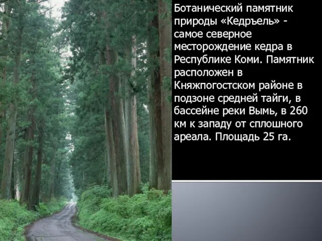 Ботанический памятник природы «Кедръель» - самое северное месторождение кедра в Республике Коми.
