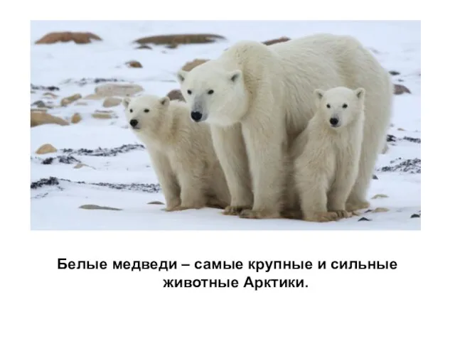 Белые медведи – самые крупные и сильные животные Арктики.