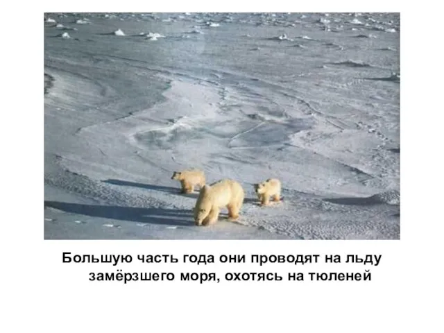 Большую часть года они проводят на льду замёрзшего моря, охотясь на тюленей