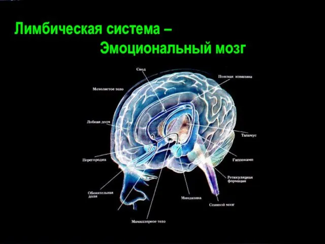 Лимбическая система – Эмоциональный мозг