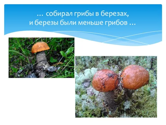 … собирал грибы в березах, и березы были меньше грибов …