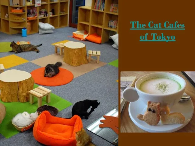 The Cat Cafes of Tokyo