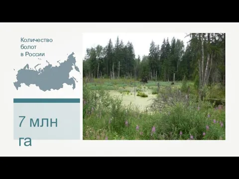 Количество болот в России