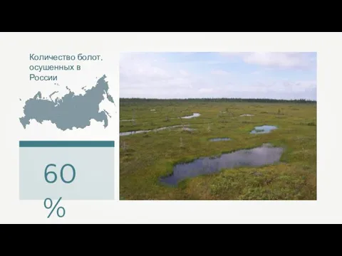 Количество болот, осушенных в России