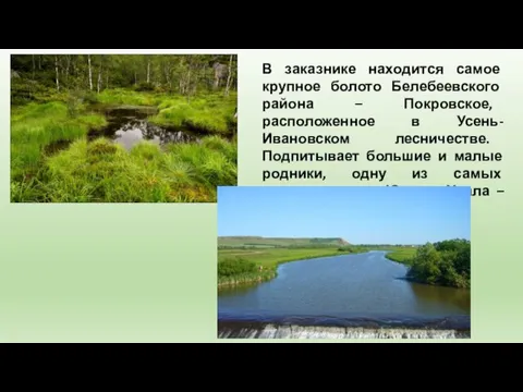 В заказнике находится самое крупное болото Белебеевского района – Покровское, расположенное в