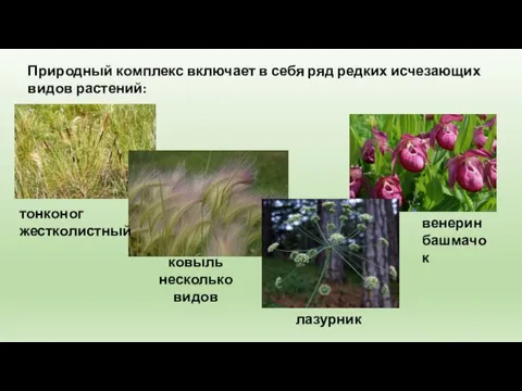 Природный комплекс включает в себя ряд редких исчезающих видов растений: венерин башмачок