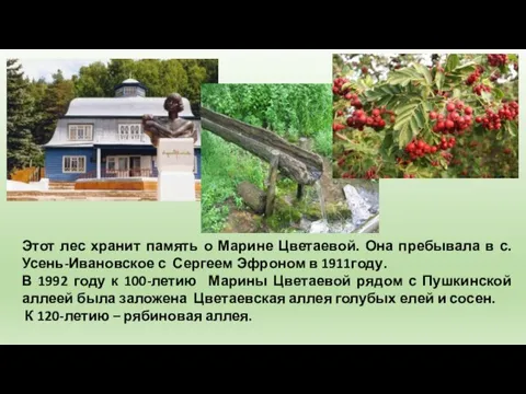 Этот лес хранит память о Марине Цветаевой. Она пребывала в с. Усень-Ивановское