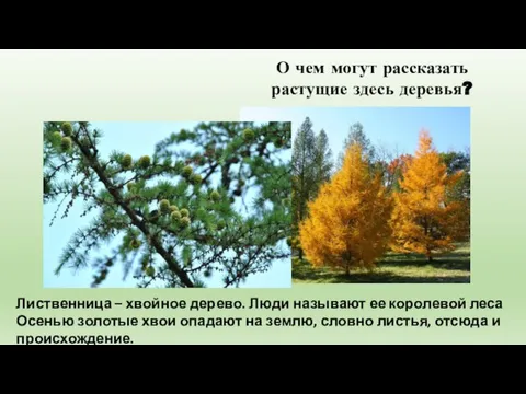 Лиственница – хвойное дерево. Люди называют ее королевой леса Осенью золотые хвои