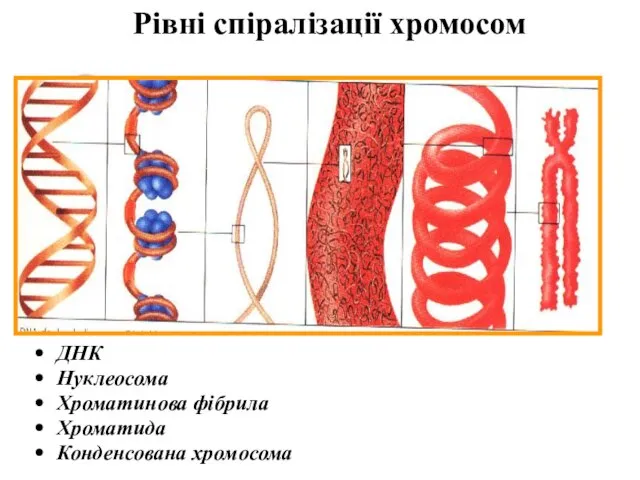 Рівні спіралізації хромосом ДНК Нуклеосома Хроматинова фібрила Хроматида Конденсована хромосома