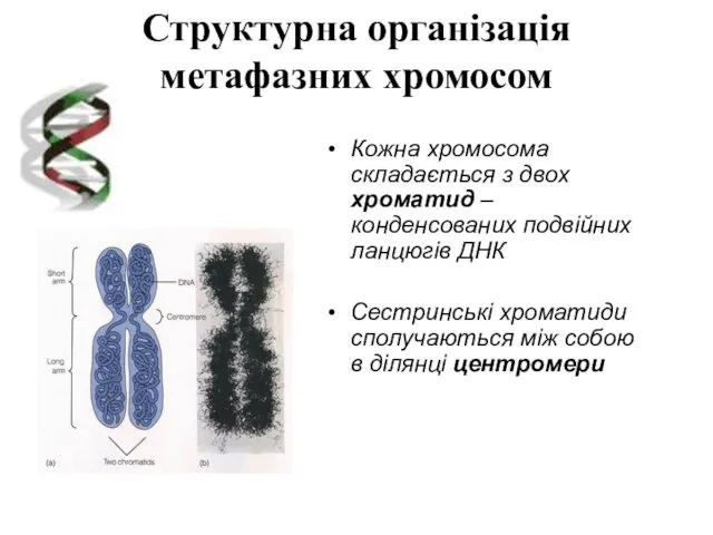 Структурна організація метафазних хромосом Кожна хромосома складається з двох хроматид – конденсованих