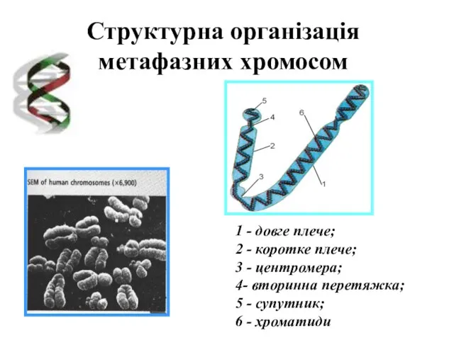 Структурна організація метафазних хромосом 1 - довге плече; 2 - коротке плече;