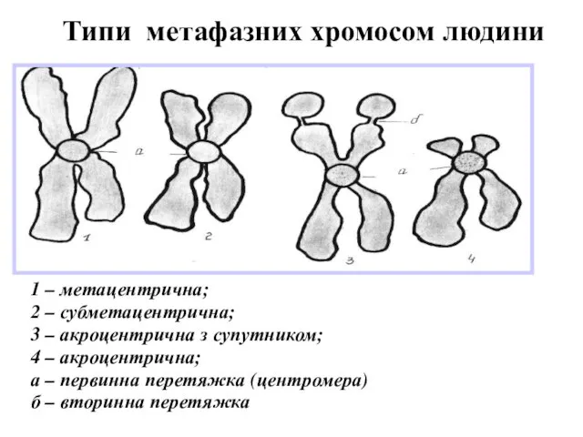 Типи метафазних хромосом людини 1 – метацентрична; 2 – субметацентрична; 3 –