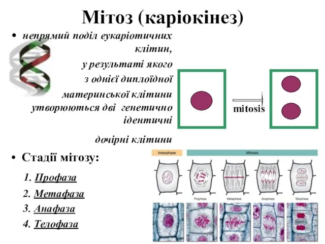 Мітоз (каріокінез) непрямий поділ еукаріотичних клітин, у результаті якого з однієї диплоїдної
