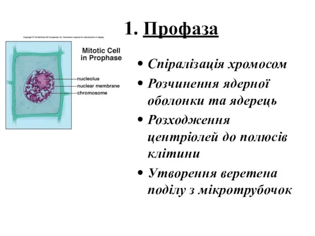 1. Профаза Спіралізація хромосом Розчинення ядерної оболонки та ядерець Розходження центріолей до