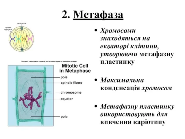 2. Метафаза Хромосоми знаходяться на екваторі клітини, утворюючи метафазну пластинку Максимальна конденсація
